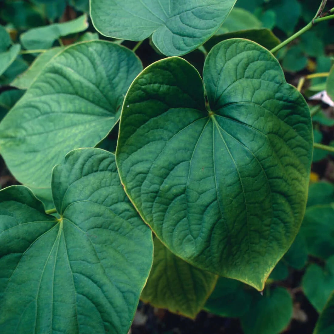 Anxiety Soother™: Holy Basil