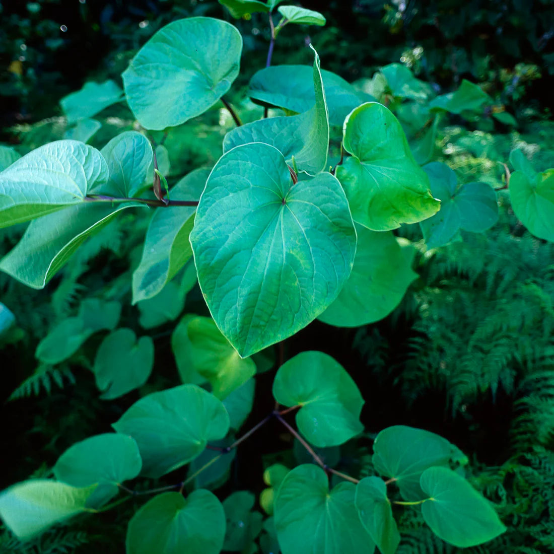 Hemp Kava Blend