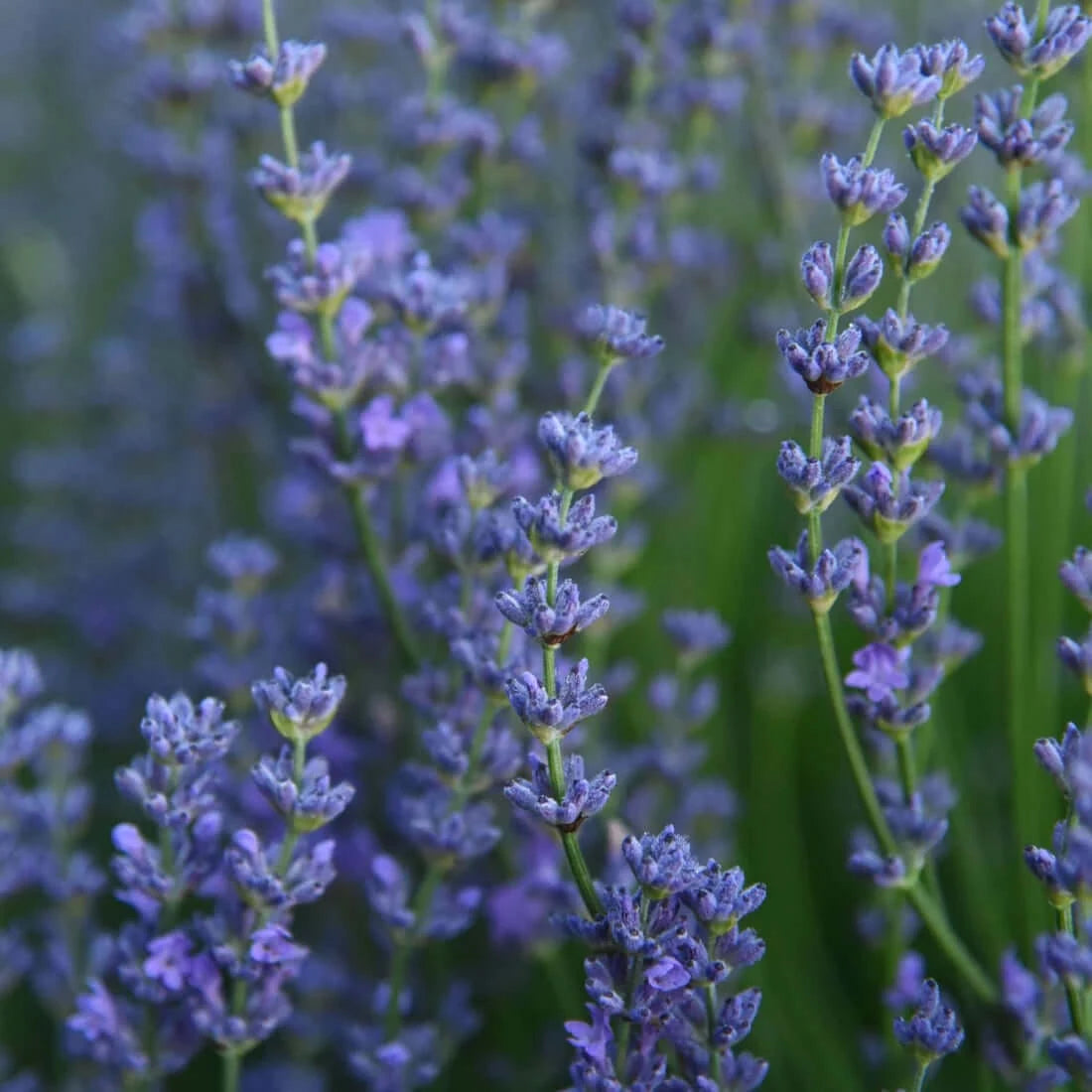 Anxiety Soother™: Holy Basil