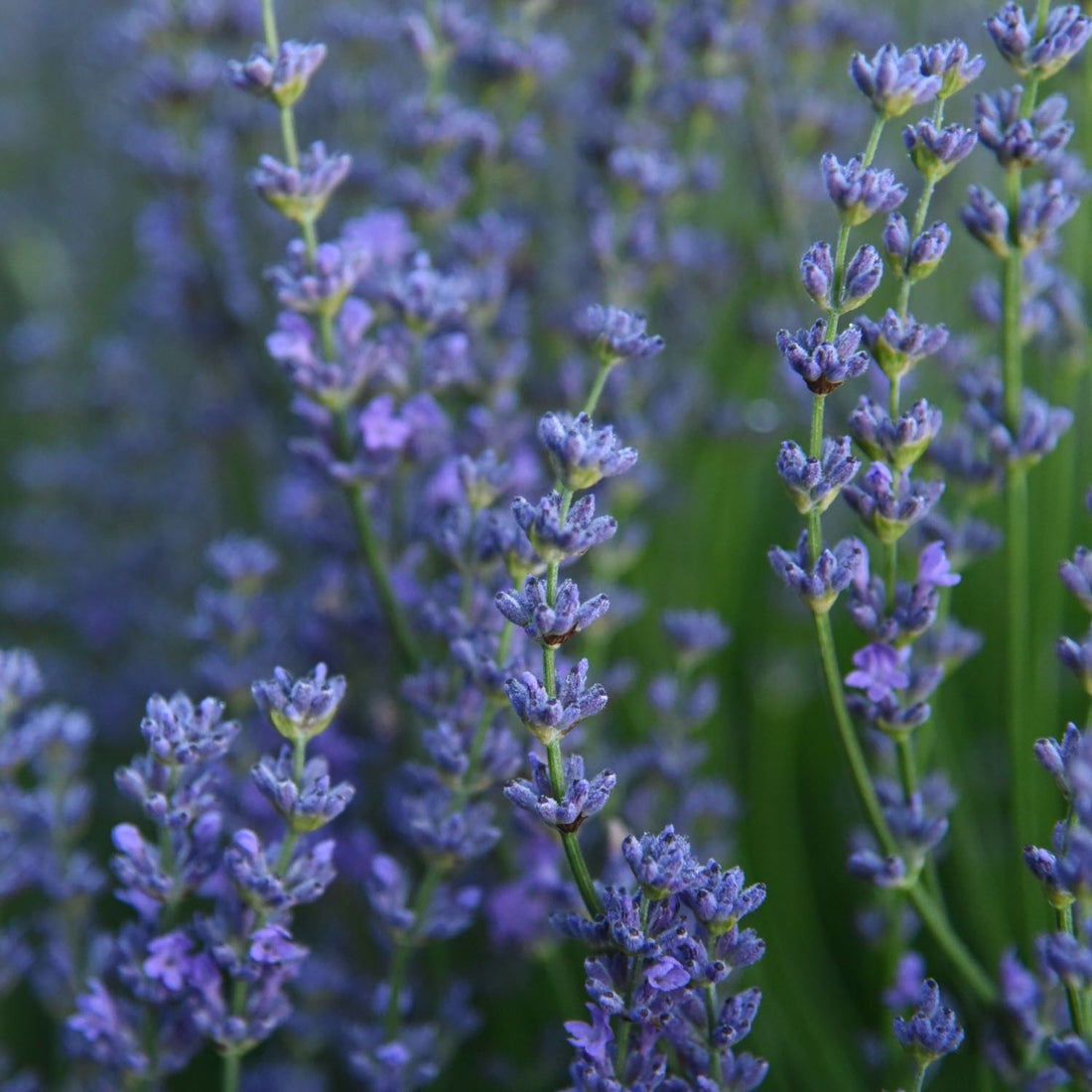 Lavender, Regenerative Organic Certified®