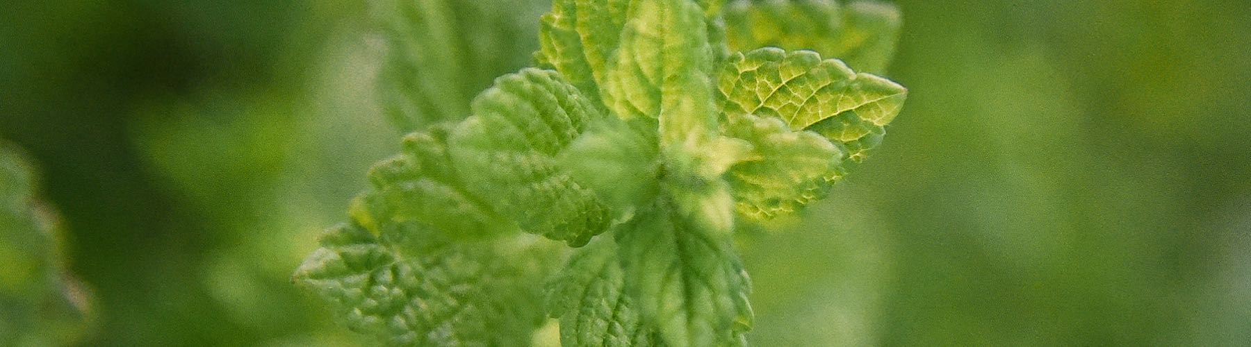 Lemon Balm