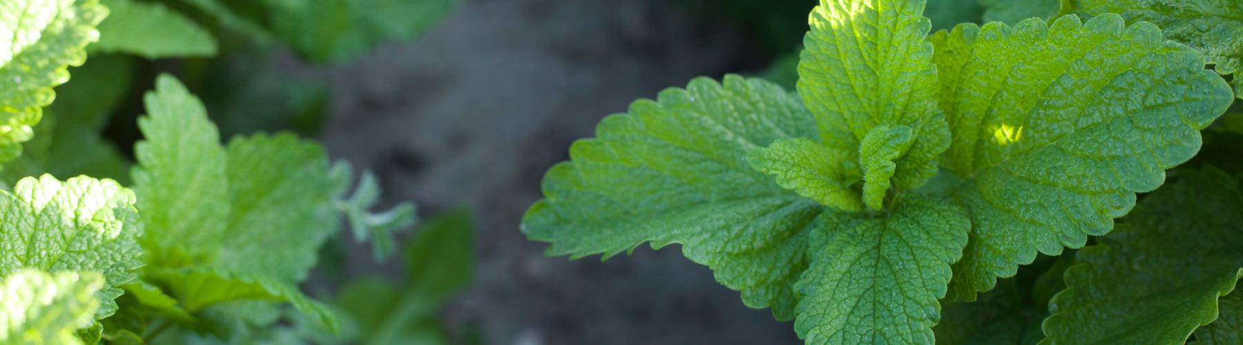 Lemon Balm, Alcohol-Free