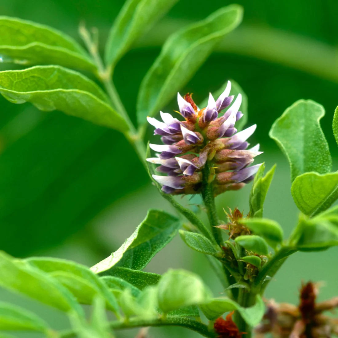 Herbs on the Go: Anxious Moment™