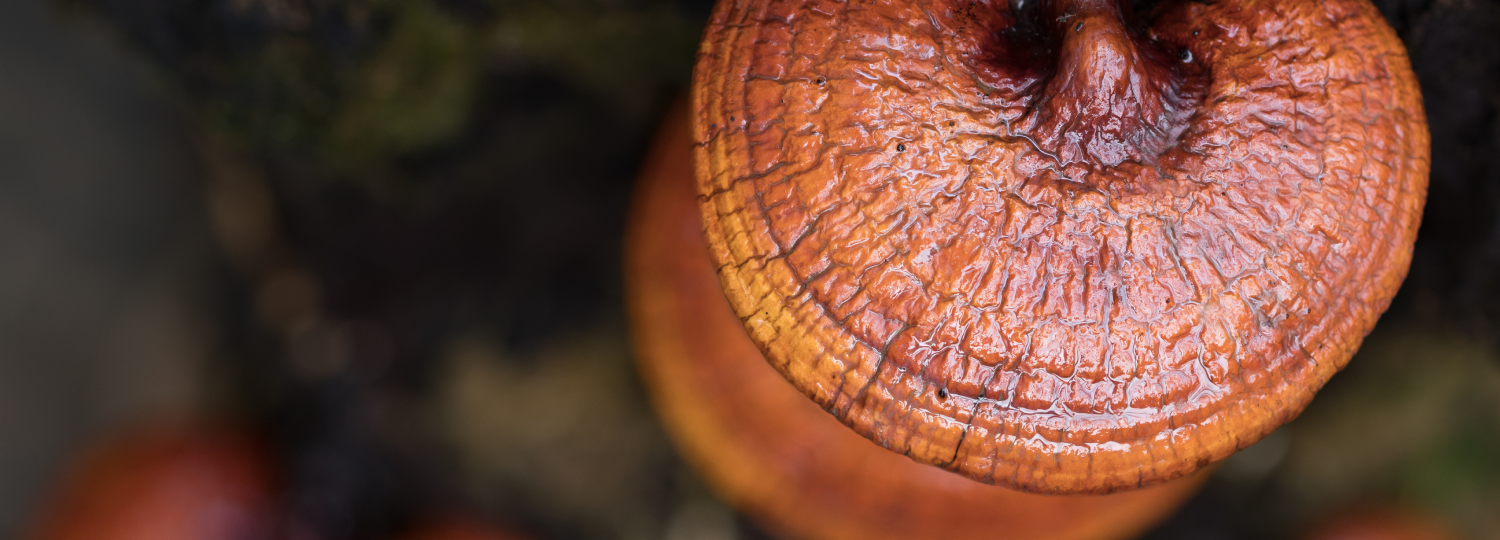 Reishi