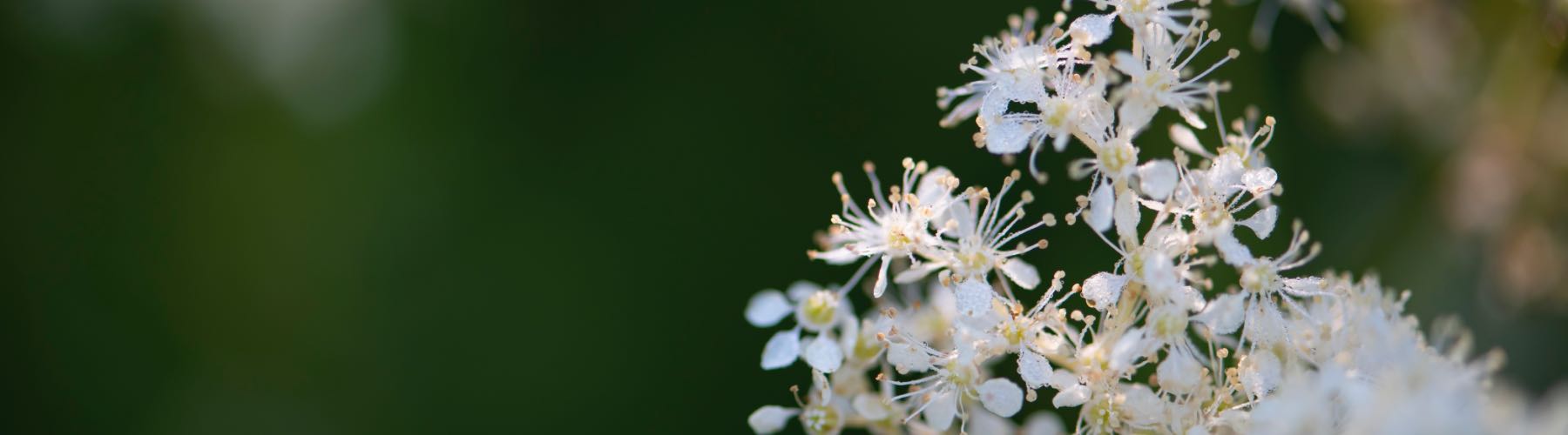 Meadowsweet