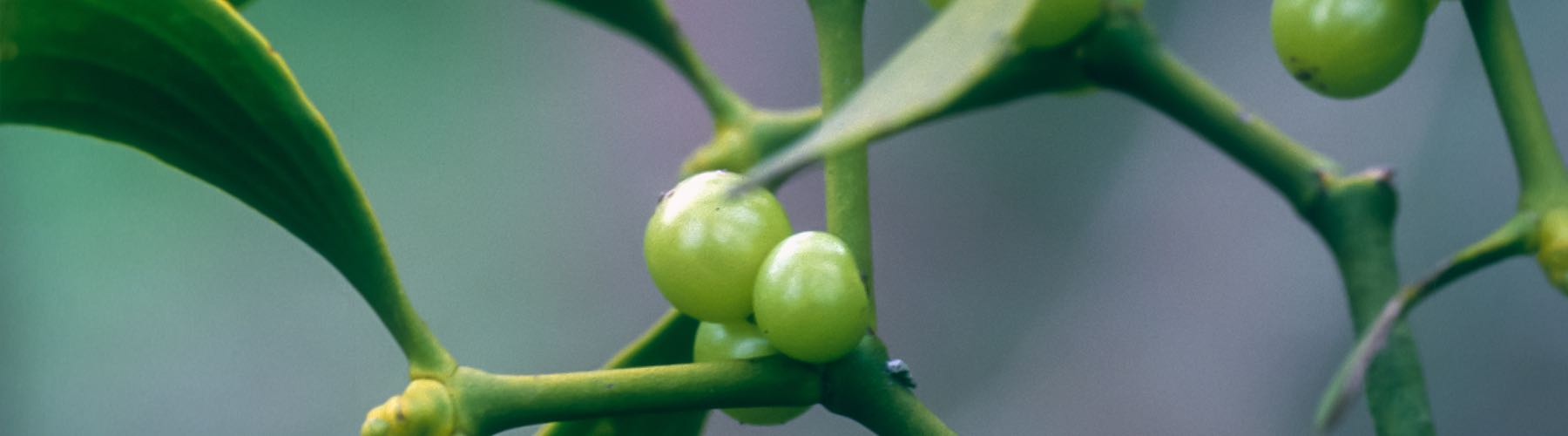 Mistletoe