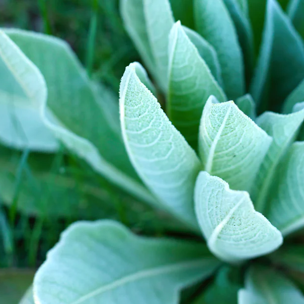 Mullein Blend