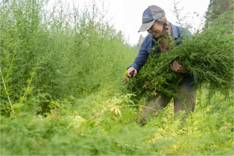 Farmer Harvesting Artemisia Annua