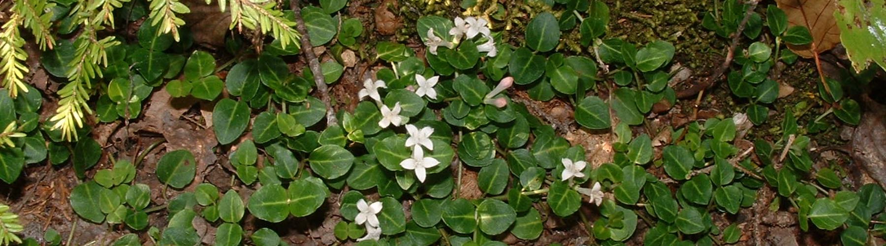 Partridge Berry