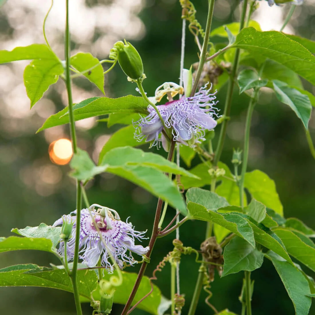 Anxiety Soother™: Holy Basil