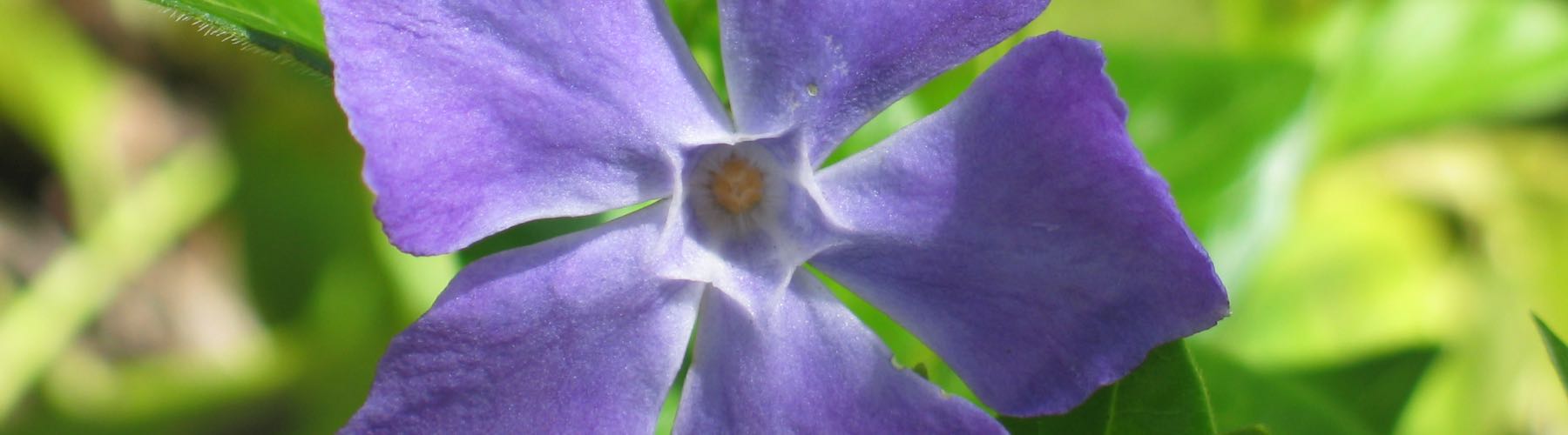 Periwinkle