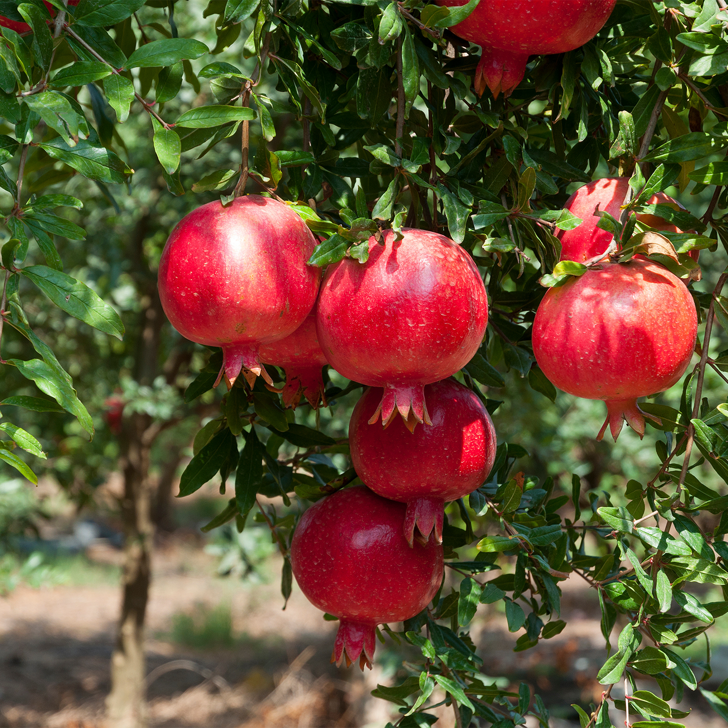 Pomegranate