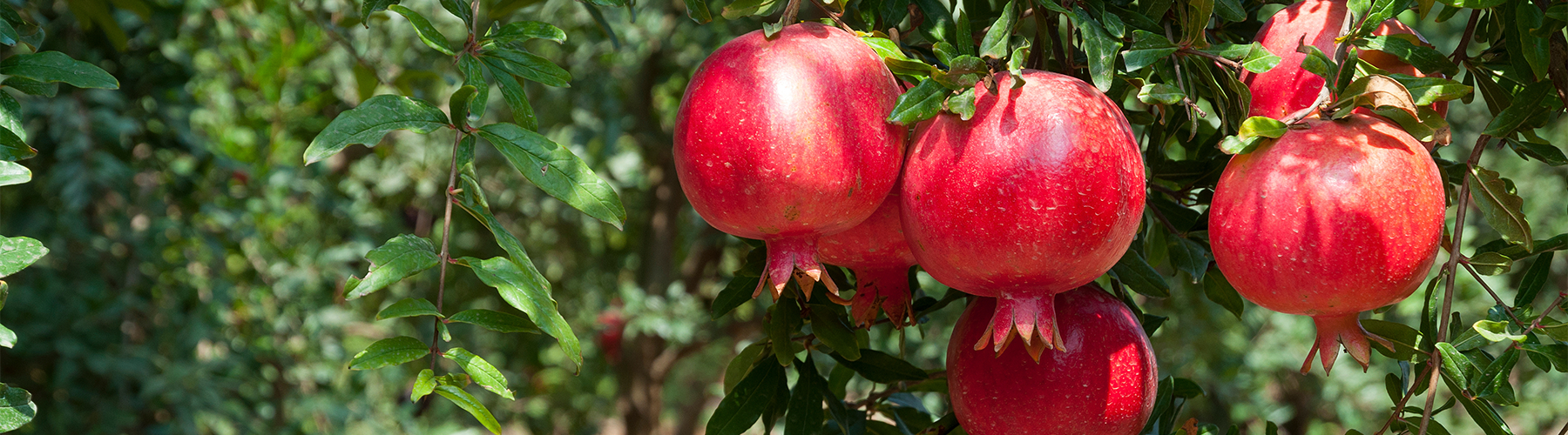Pomegranate