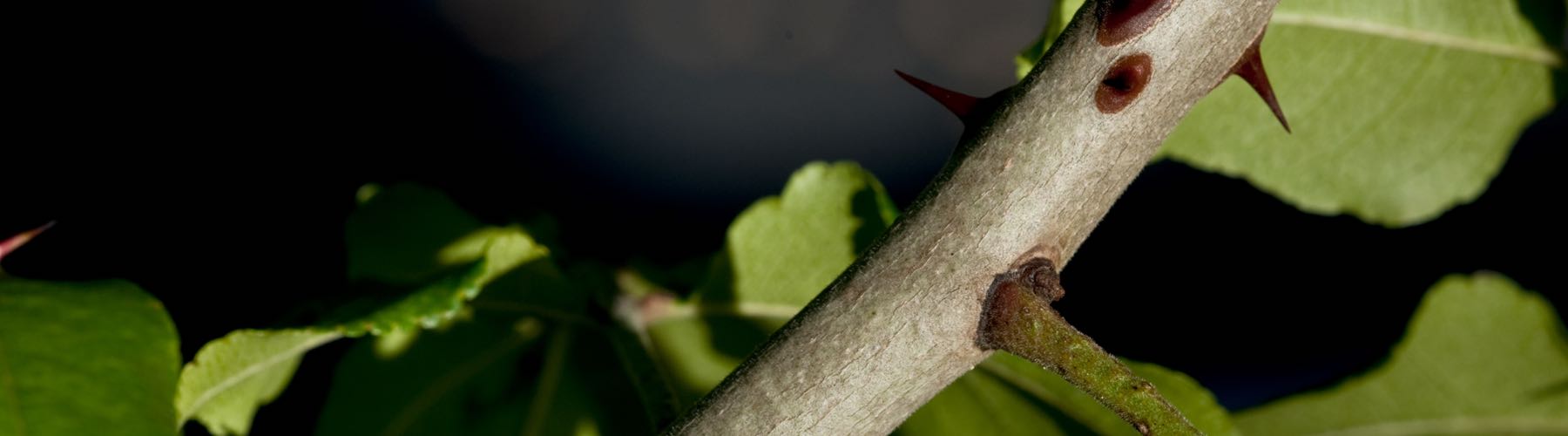 Prickly Ash