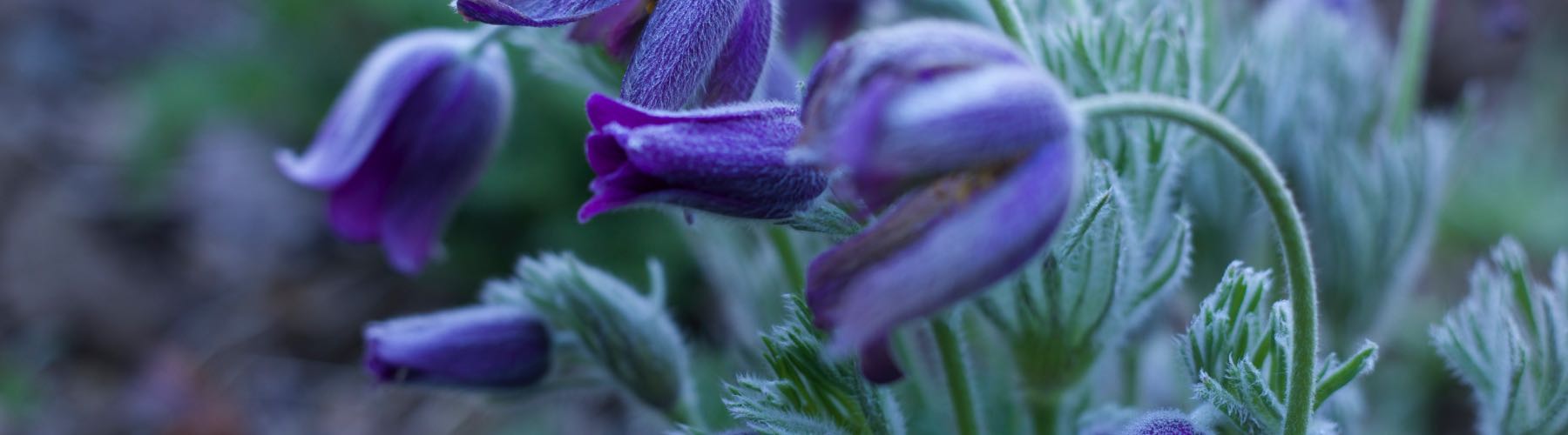 Pulsatilla