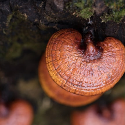 Reishi