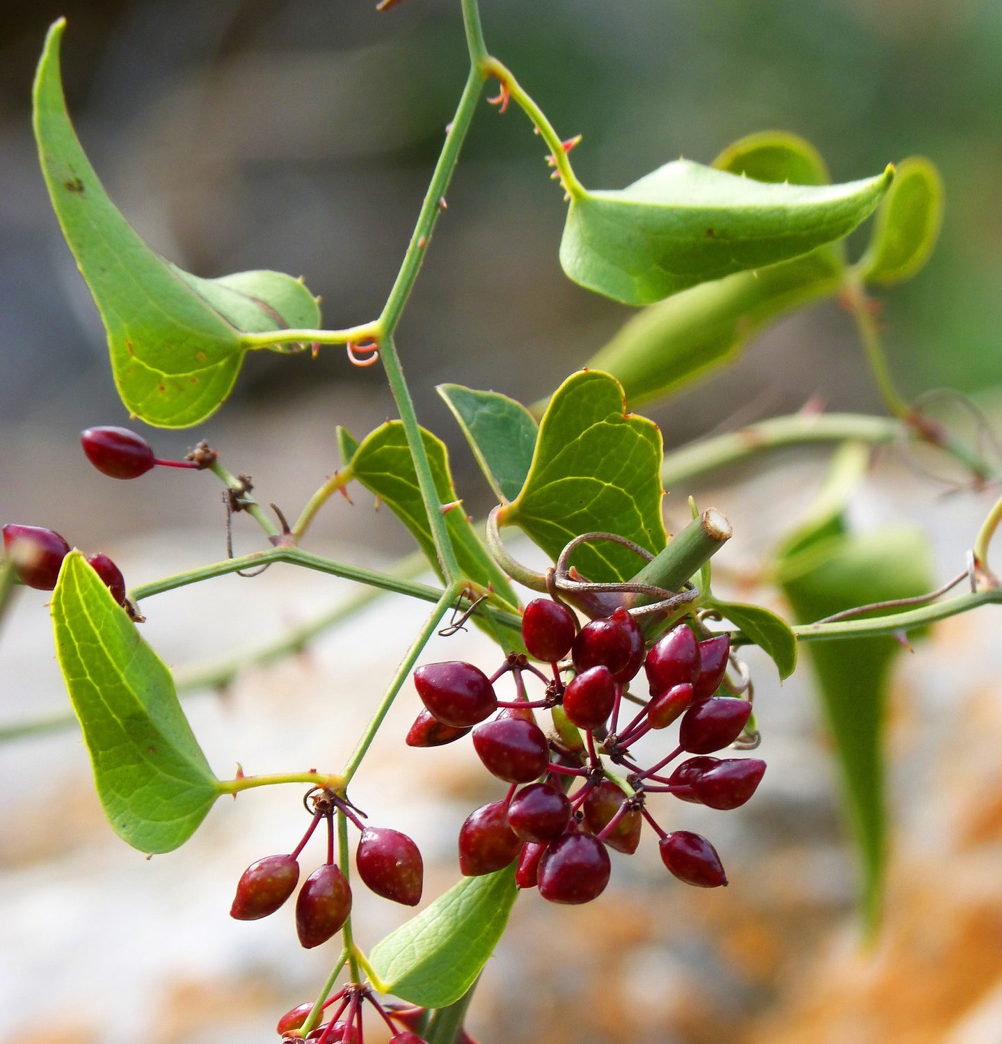 Sarsaparilla