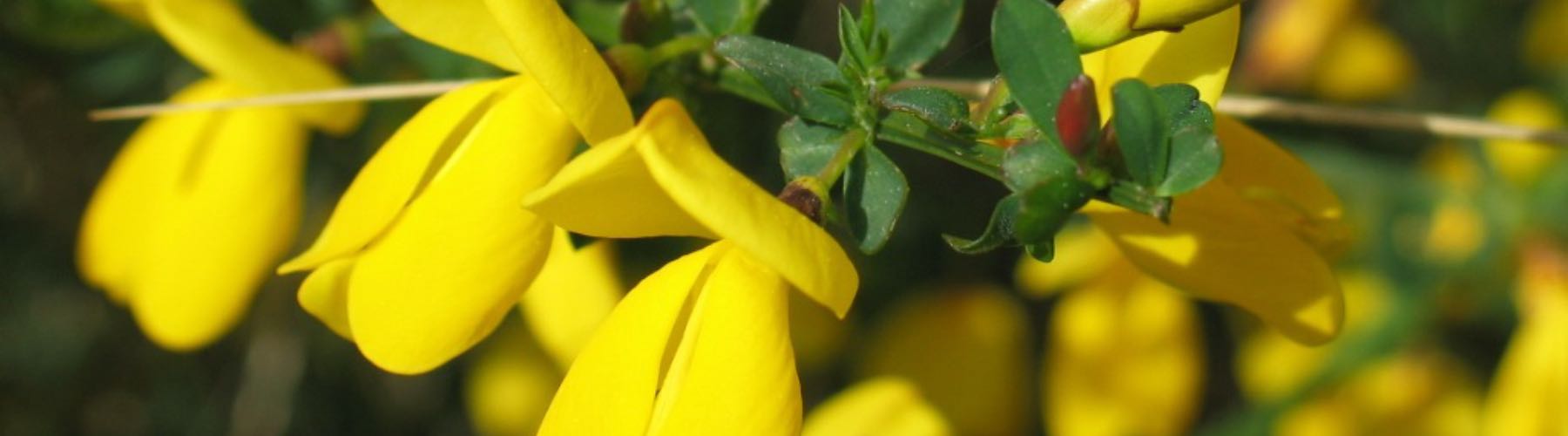 Scotch Broom