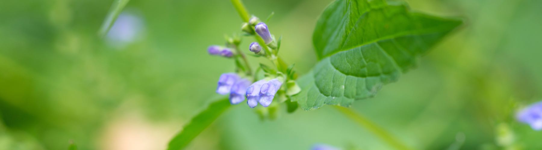 Nervous System Tonic™