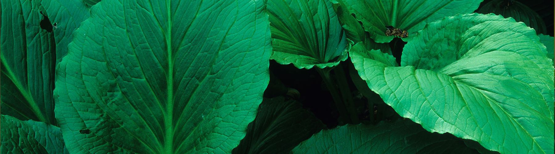 Skunk Cabbage