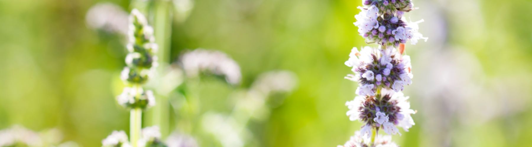 Breath Refresher™: Spearmint