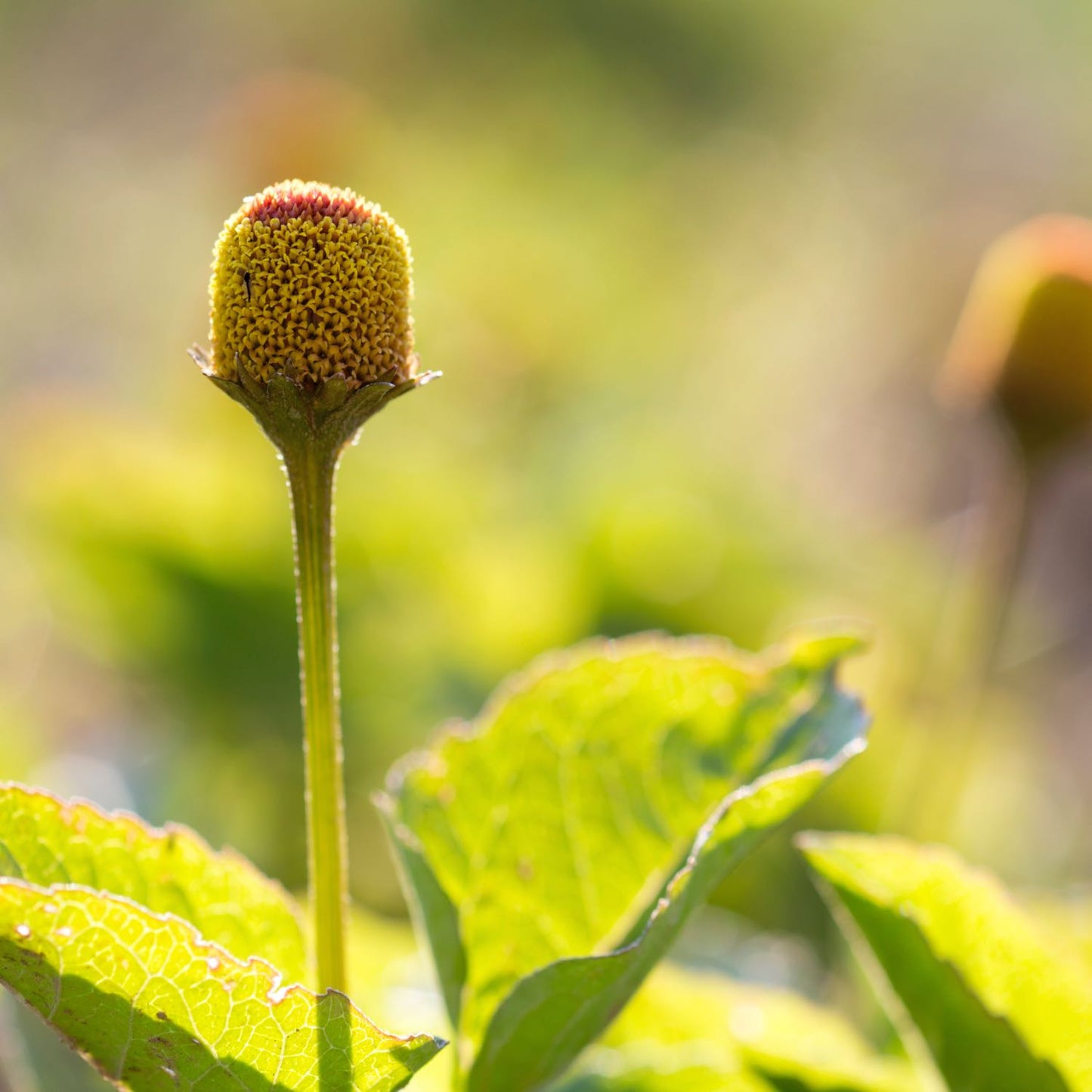 Spilanthes