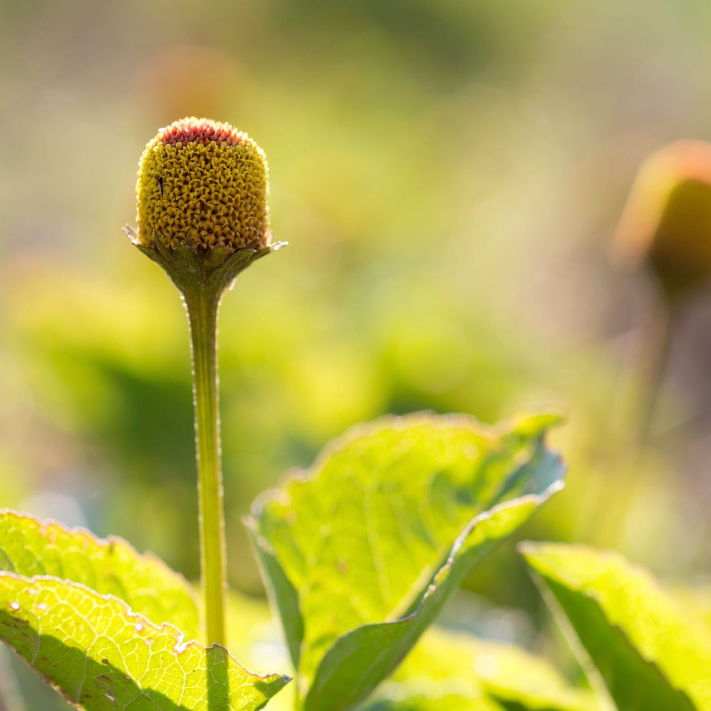 Spilanthes, Regenerative Organic Certified®