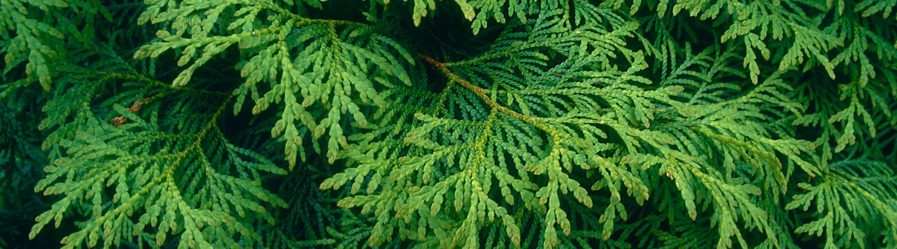 Thuja