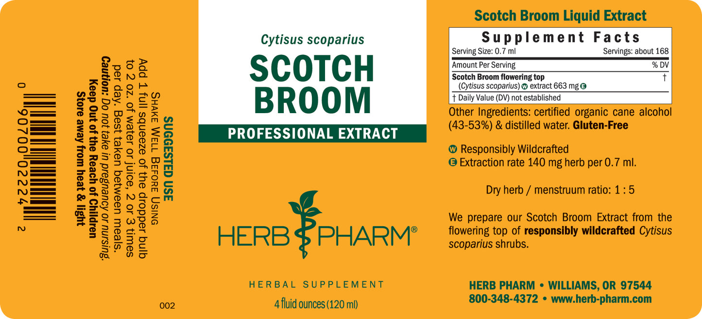 Scotch Broom