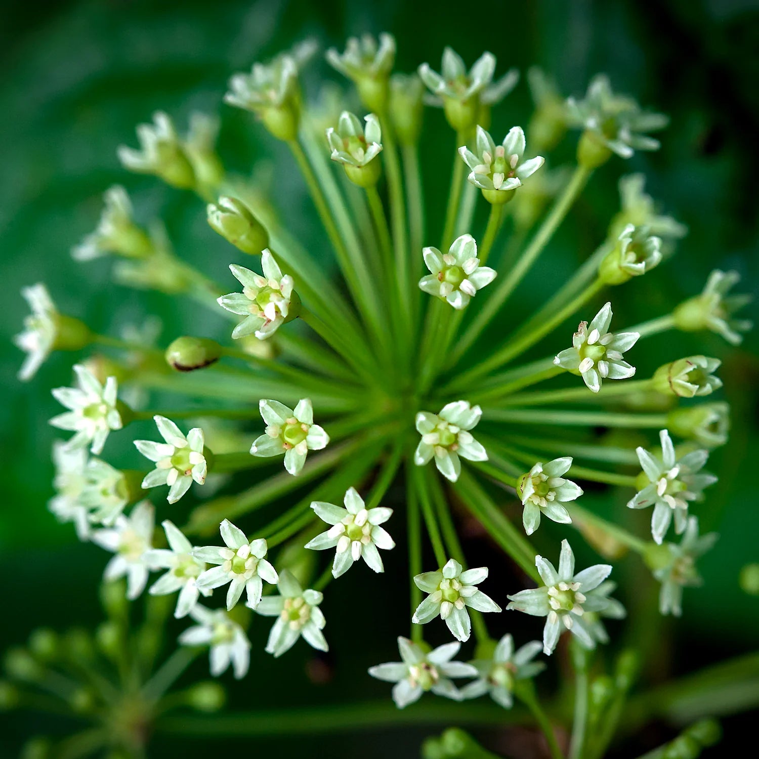 Herbs on the Go: Daily Stress Balance™