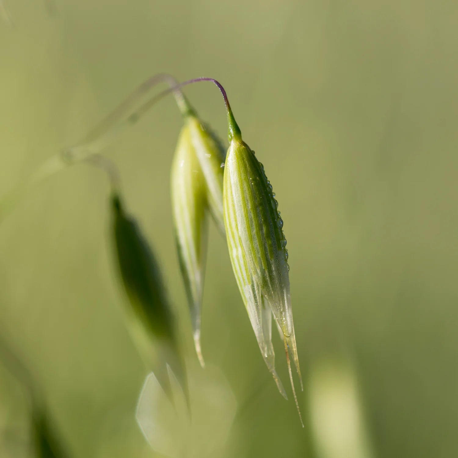 Oat
