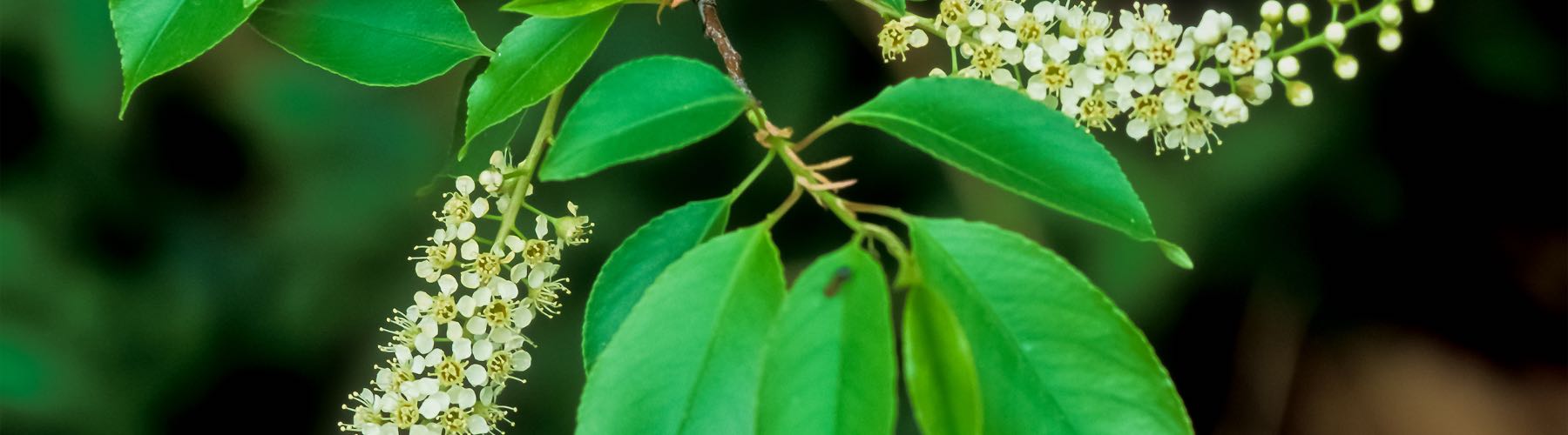 Herbal Respiratory Relief™