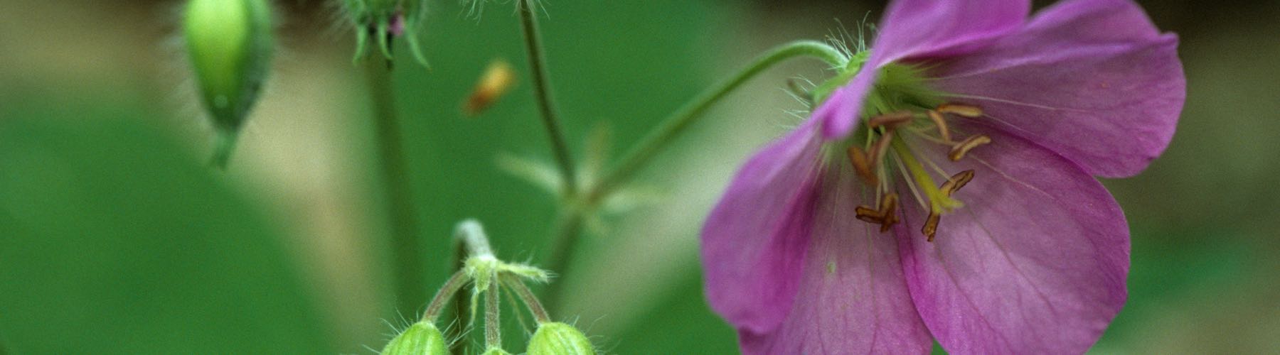 Wild Geranium