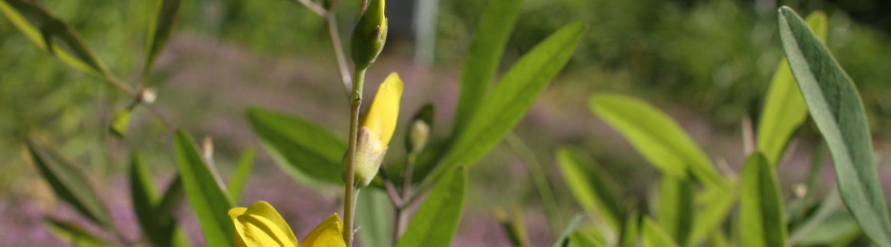 Wild Indigo
