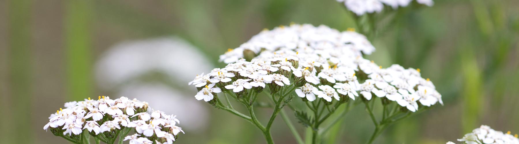 Yarrow