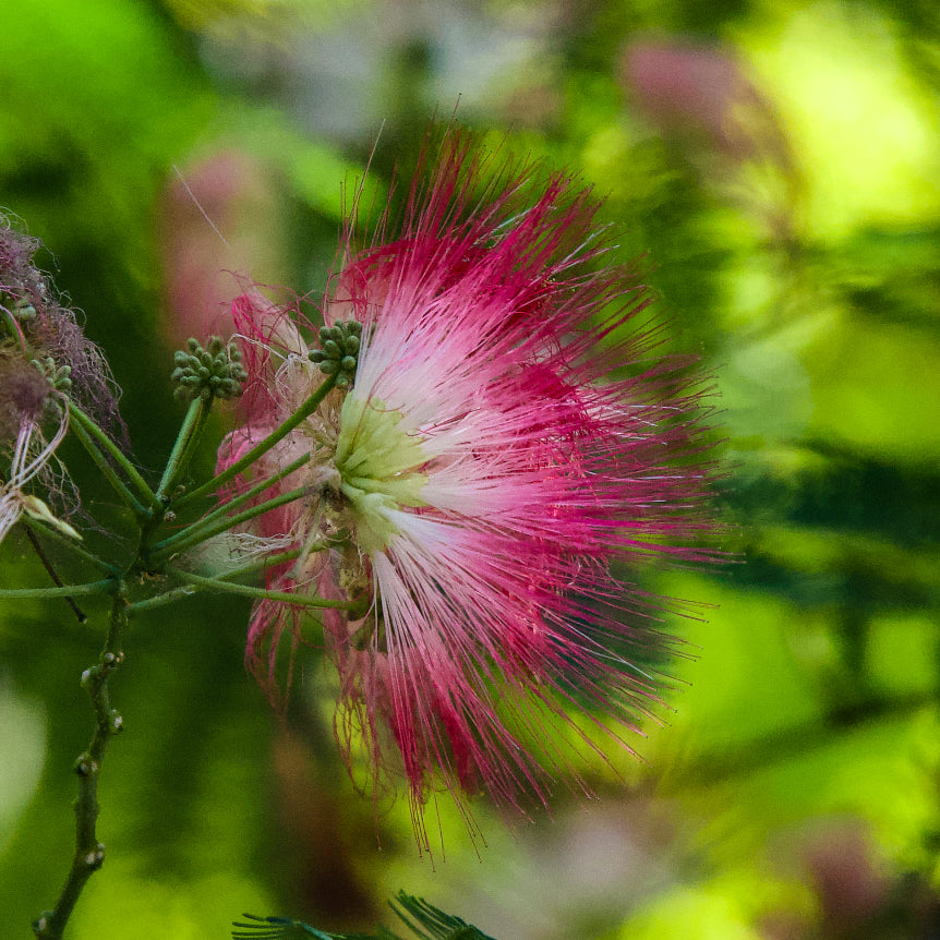 Albizia