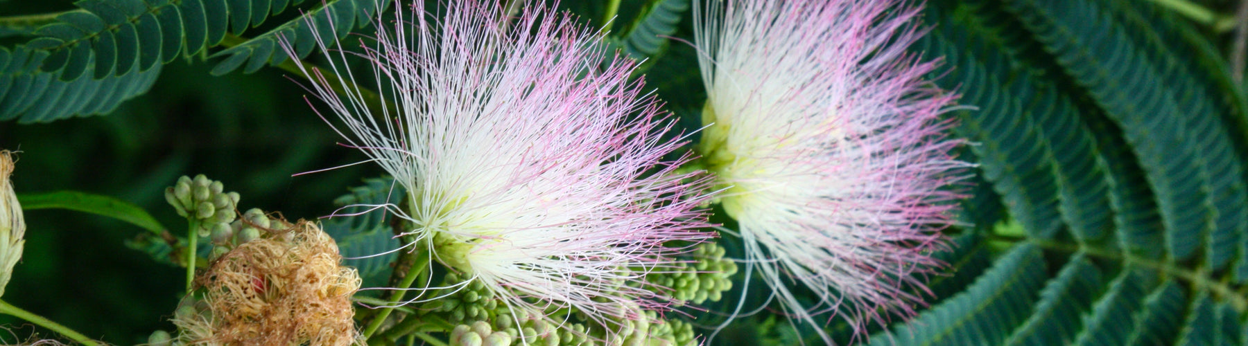 Albizia