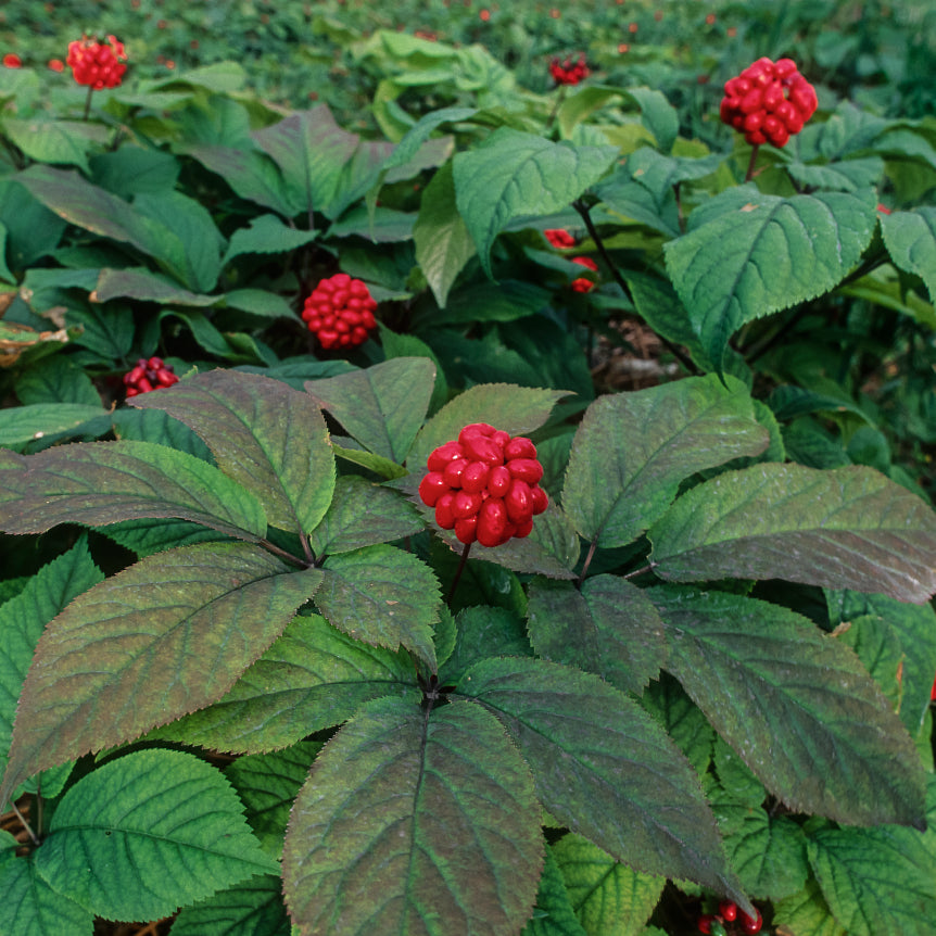 American Ginseng