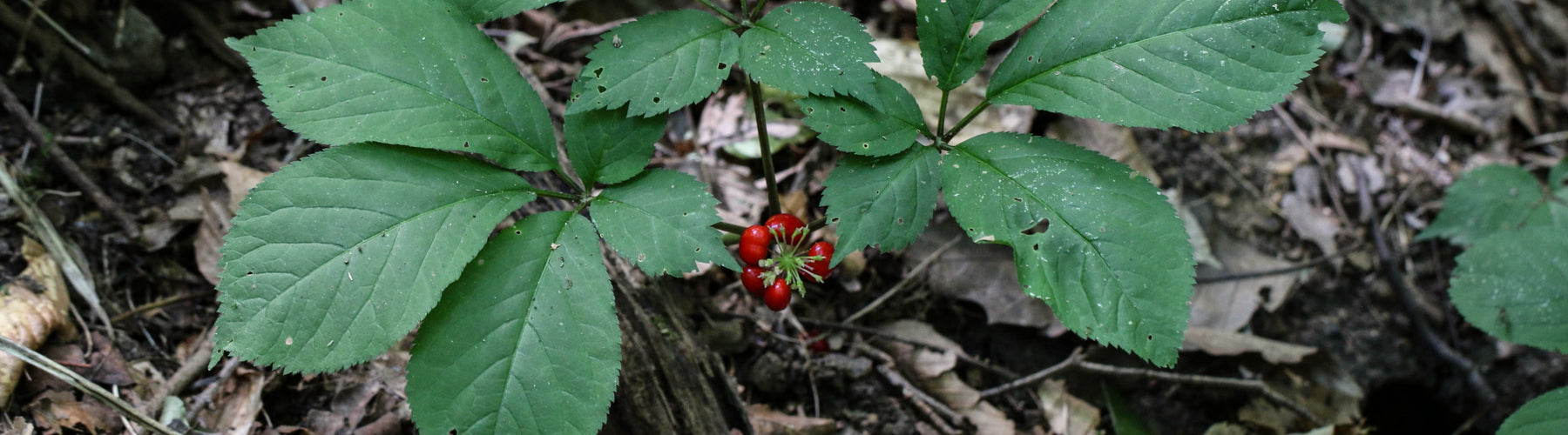 American Ginseng