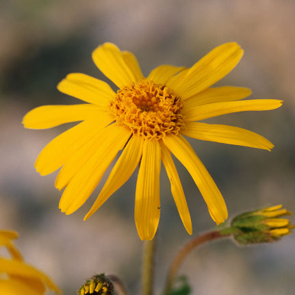 Arnica