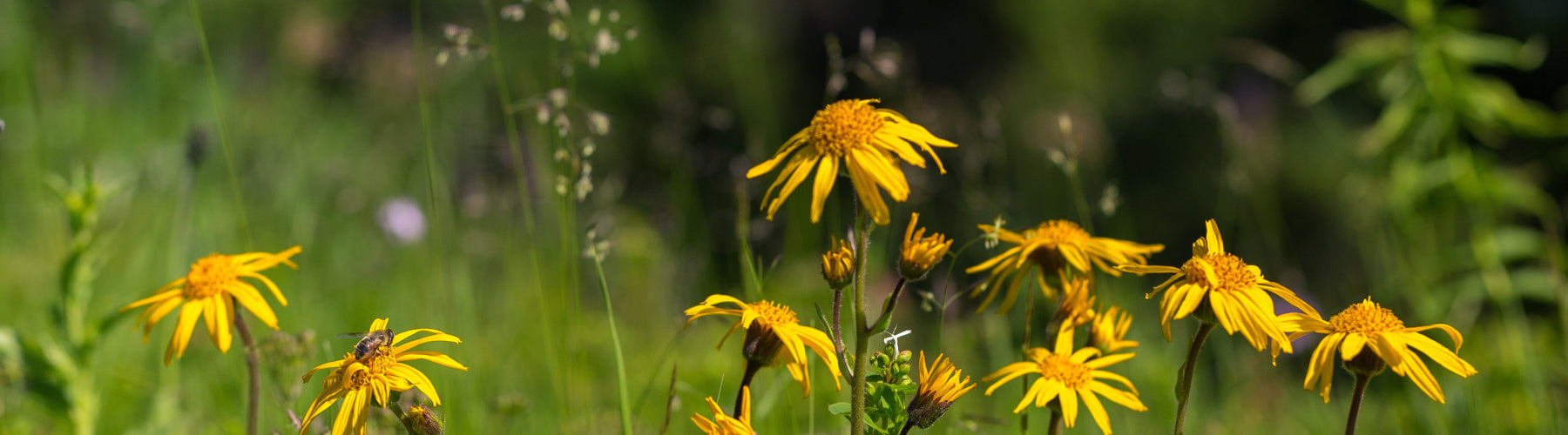 Arnica