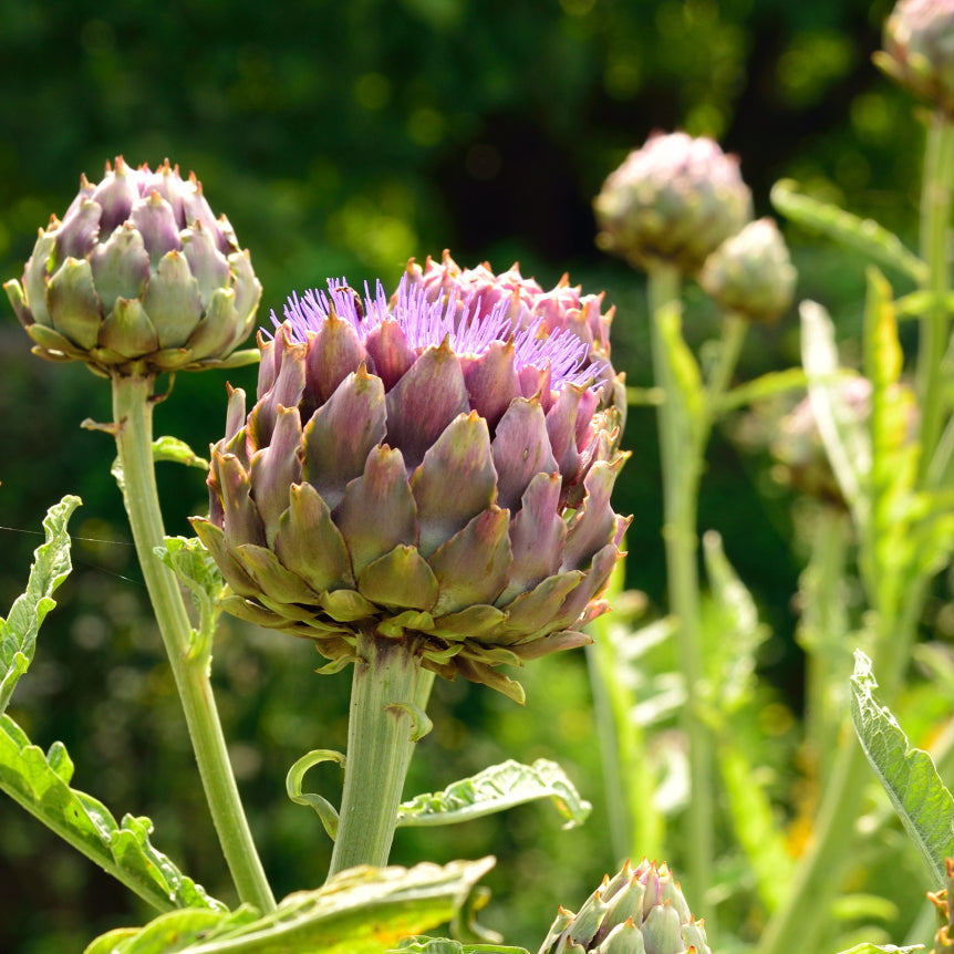 Artichoke