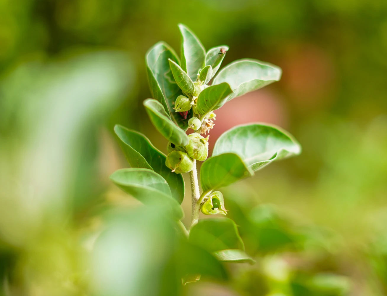 Herbs on the Go: Daily Calming Spray™