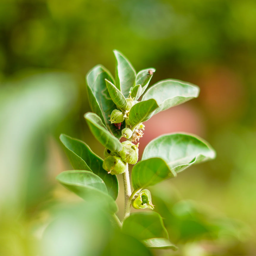 Ashwagandha, Alcohol-Free