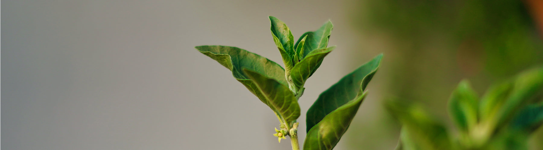 Ashwagandha, Alcohol-Free