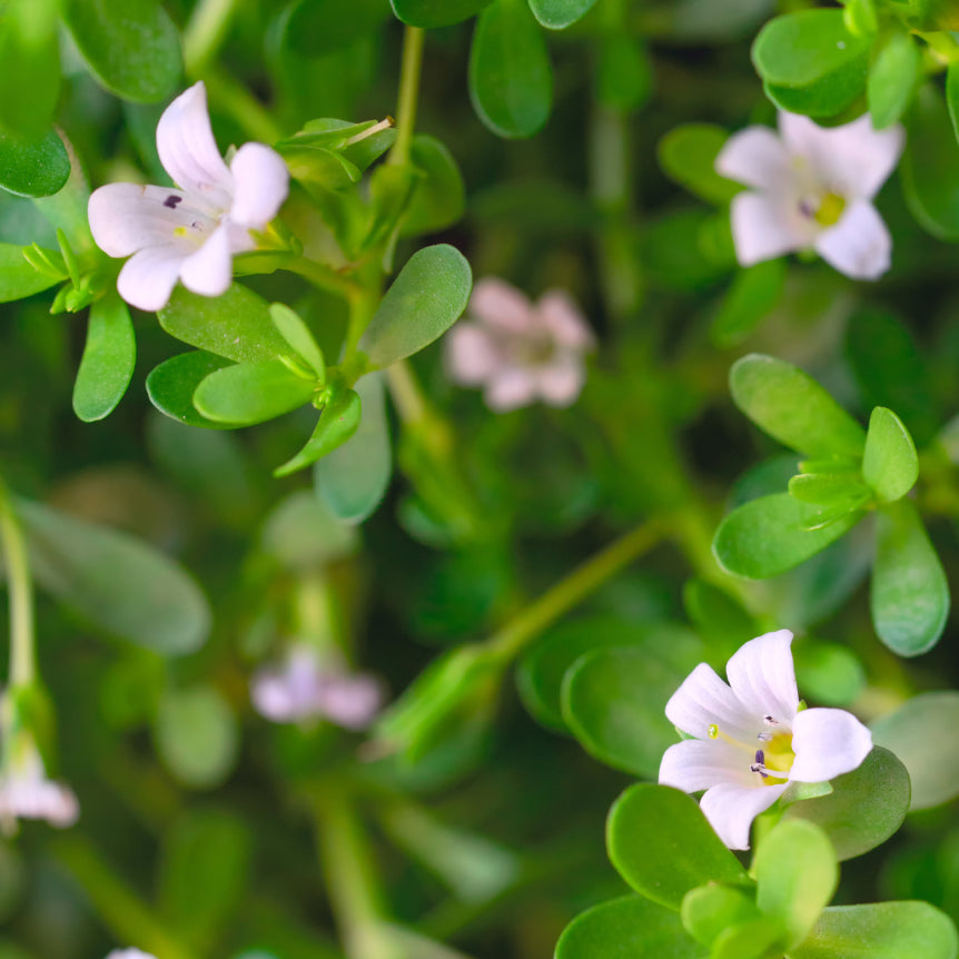 Bacopa