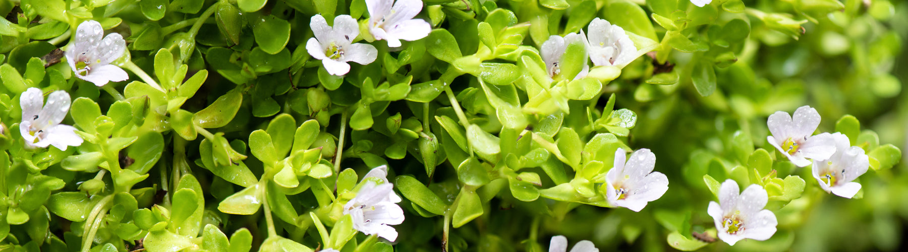Bacopa