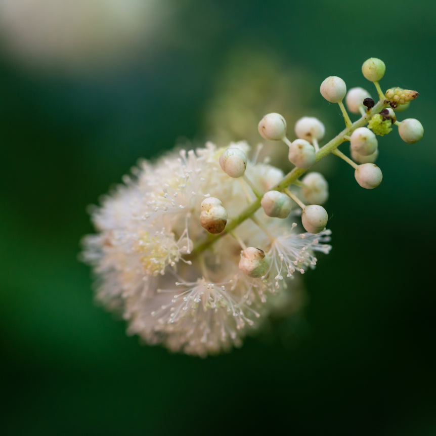 Black Cohosh