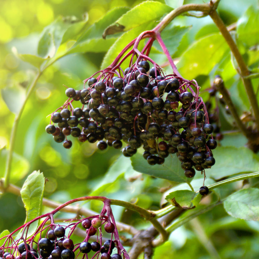 Black Elderberry, Alcohol-Free