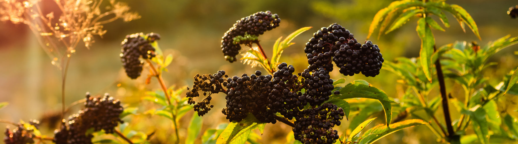 Black Elderberry, Alcohol-Free